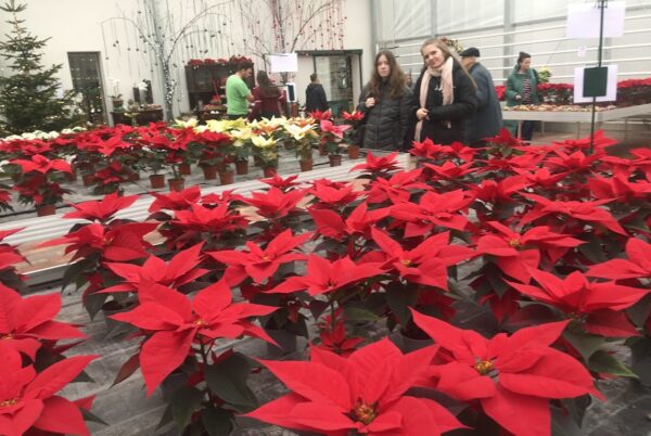 Náhledová fotka k článku: Když škola voní Vánocemi… 8. A na vánoční výstavě