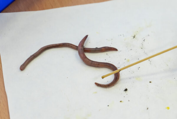 Náhledová fotka k článku: Badatelská hodina: Pozorování žížal v 6. třídě 🔎