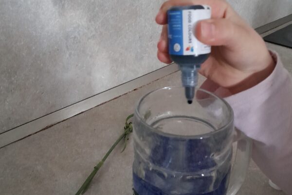 Náhledová fotka k článku: Využití digitální techniky ve výuce ve 4. třídě